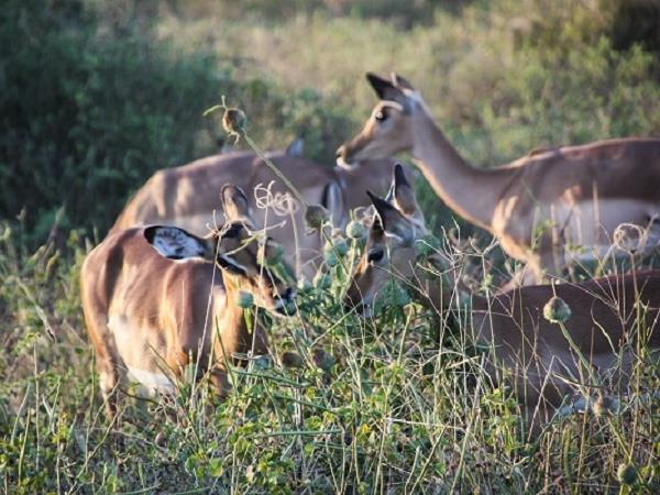 Botswana off beaten track holiday
