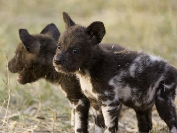 Botswana luxury wildlife & bird watching tour