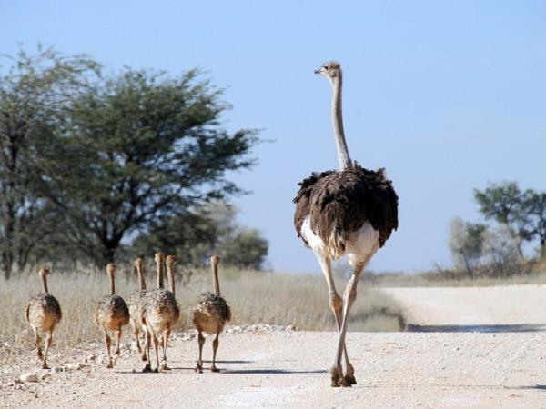 Botswana luxury wildlife & bird watching tour