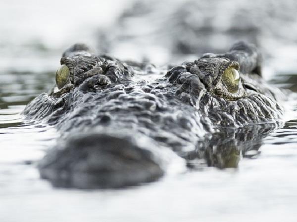 Botswana luxury wildlife & bird watching tour