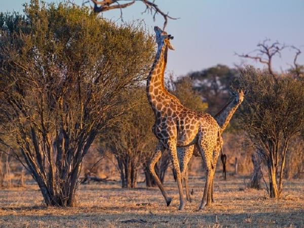 Botswana luxury safari holiday