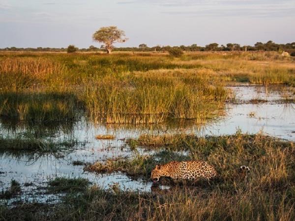 Botswana luxury safari holiday