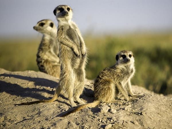 Botswana luxury safari holiday