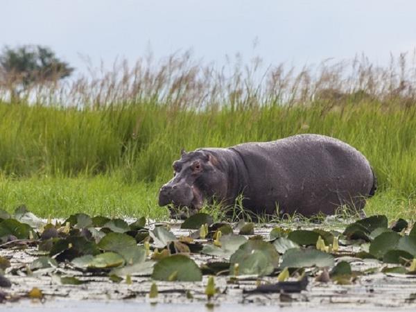 Botswana luxury safari holiday
