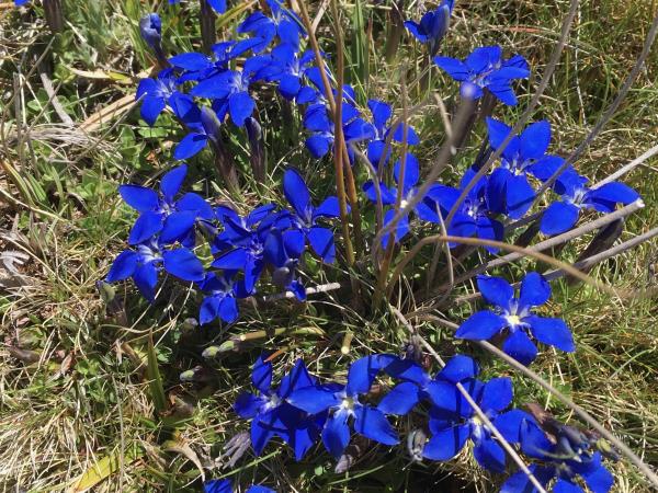 Alpujarra wildlife walking holiday