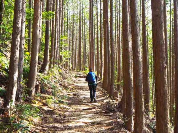 Kumano Kodo trail walking holiday in Japan