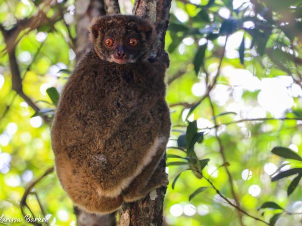 Lemur conservation project in Madagascar