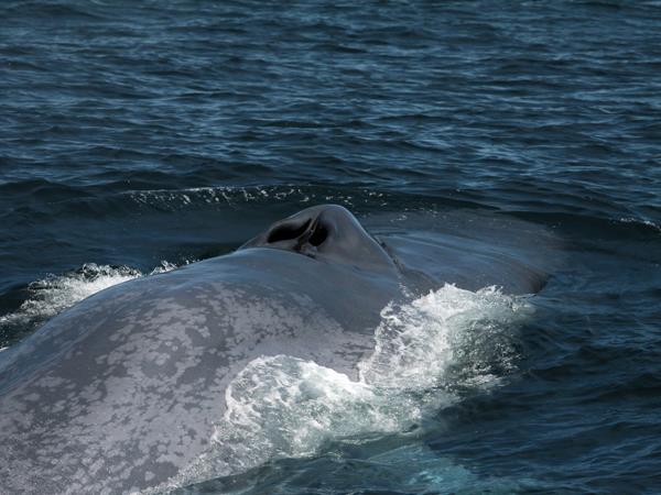 Blue whale watching holiday, migrating giants