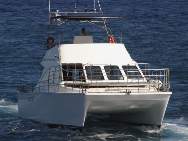 Blue whale watching holiday, migrating giants