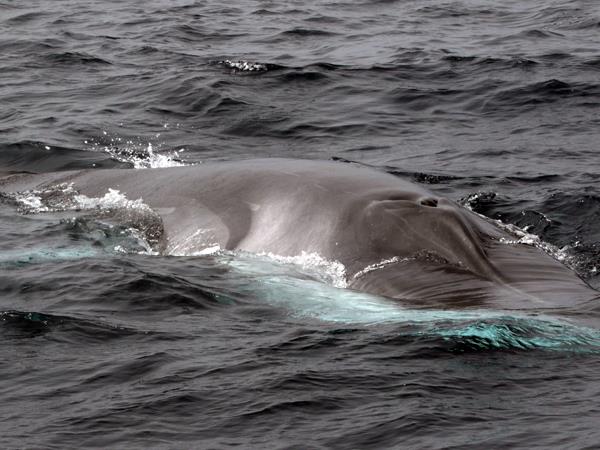 Blue whale watching holiday, migrating giants