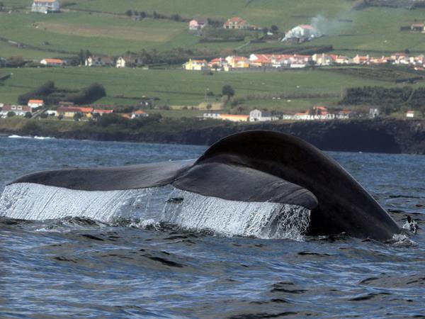 Blue whale watching holiday, migrating giants