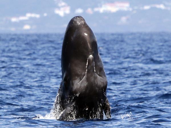 Blue whale watching holiday, migrating giants