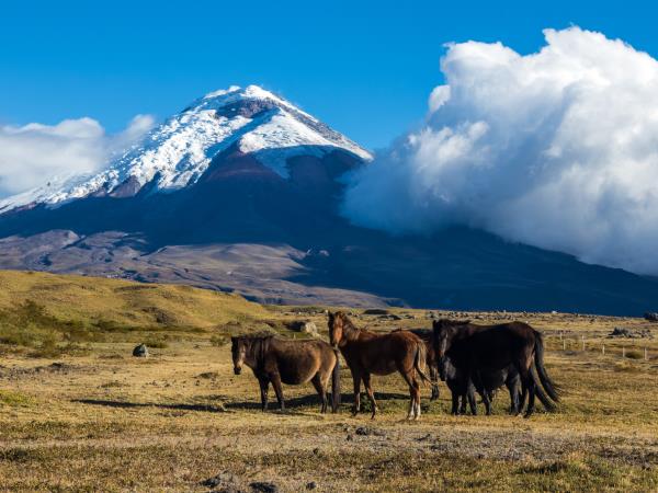 Amazon and Cloudforest tour in Ecuador