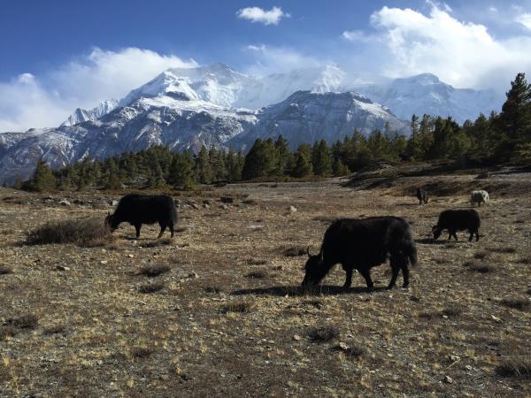 Annapurna Circuit hike to health and happiness, Nepal