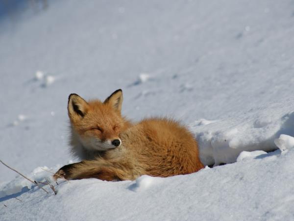 Hokkaido winter holiday in Japan, self guided