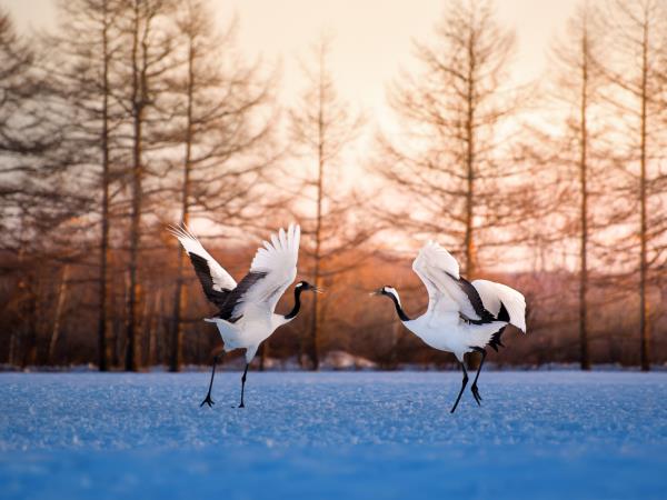 Hokkaido winter holiday in Japan, self guided