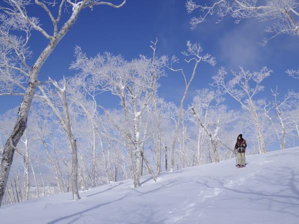 Hokkaido winter holiday in Japan, self guided