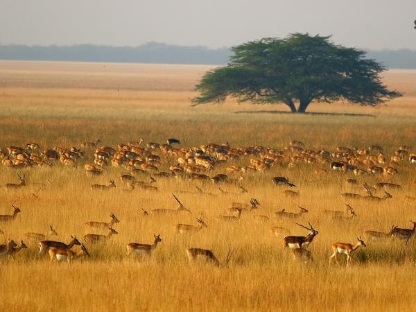 Gujarat cultural tour, textiles & wildlife