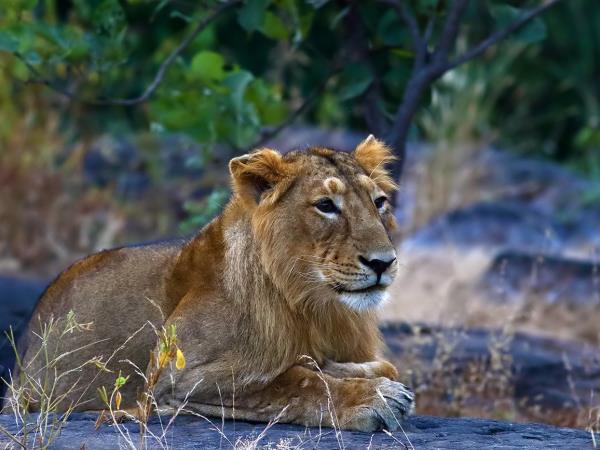 Gujarat cultural tour, textiles & wildlife