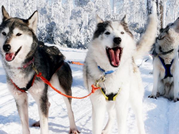 Lapland husky safari holiday, Finland