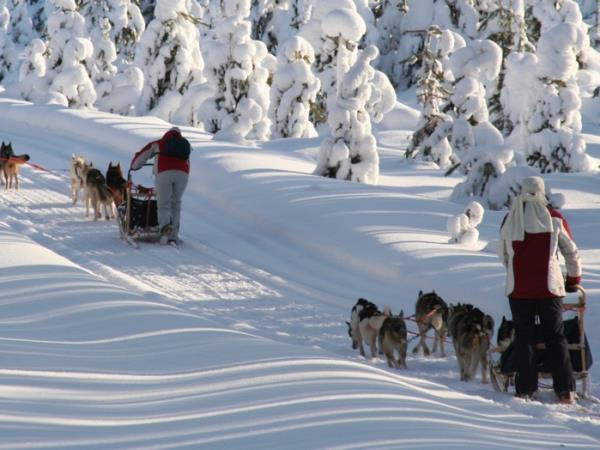 Lapland husky safari holiday, Finland