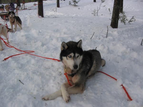 Lapland husky safari holiday, Finland