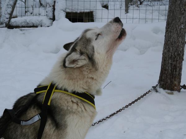 Lapland husky safari holiday, Finland