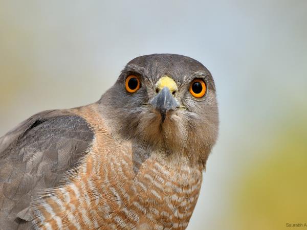 Tiger and wildlife photography tour, India