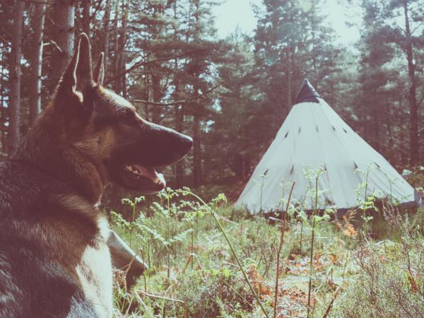 The Cairngorms wildlife holiday in Scotland