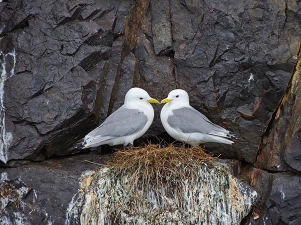 Iceland circumnavigation cruise