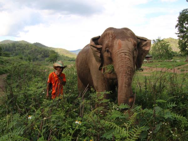 Northern Thailand Tuk Tuk holiday
