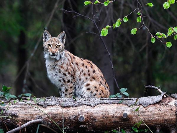 Poland wildlife holiday, Wolves, Bears & Lynx