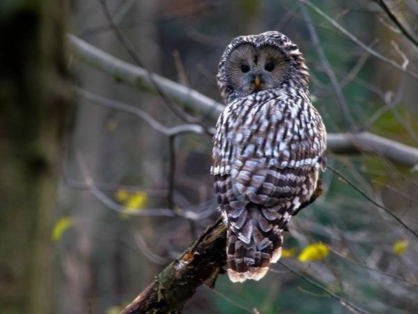 Poland wildlife holiday, Wolves, Bears & Lynx