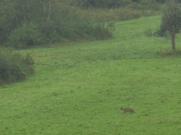 Poland wildlife holiday, Wolves, Bears & Lynx