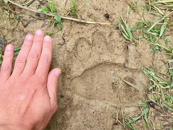 Poland wildlife holiday, Wolves, Bears & Lynx