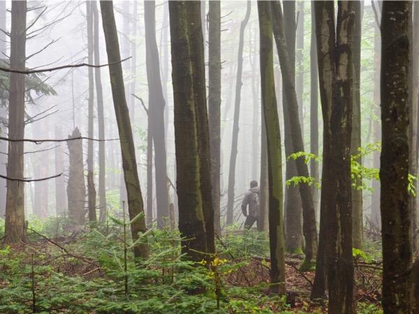 Poland wildlife holiday, Wolves, Bears & Lynx