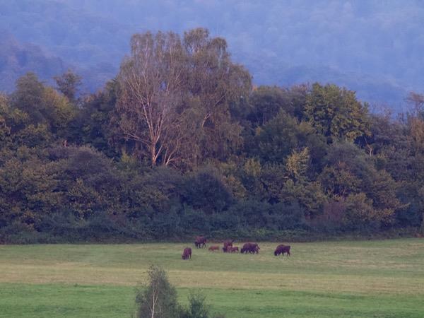 Poland wildlife holiday, Wolves, Bears & Lynx