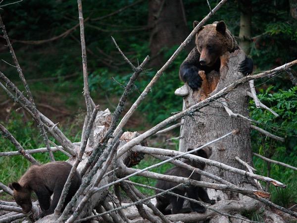 Poland wildlife holiday, Wolves, Bears & Lynx