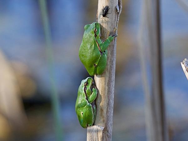 Poland wildlife holiday, birds & mammals