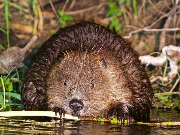 Poland wildlife holiday, birds & mammals
