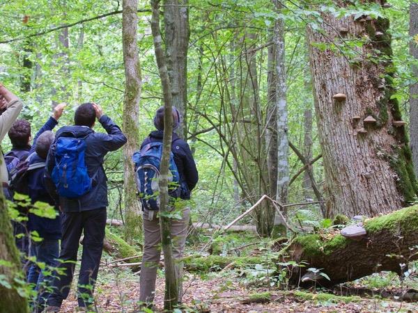 Poland wildlife holiday, birds & mammals