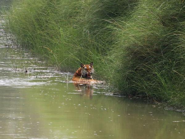 Nepal dolphin watching holiday