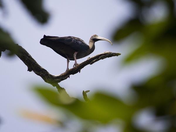 Nepal dolphin watching holiday