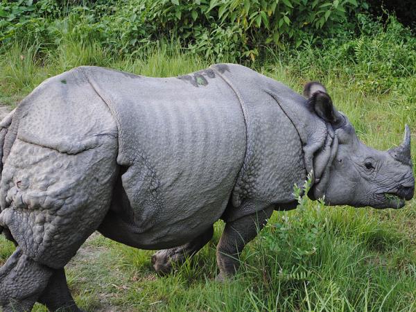 Nepal dolphin watching holiday