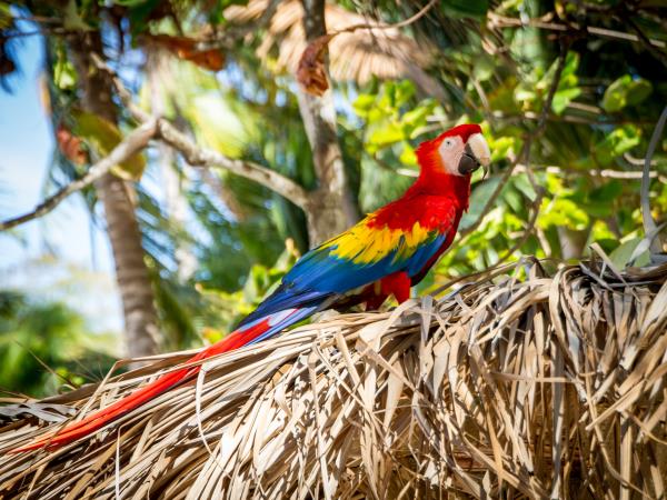 Costa Rica vegan adventure holiday