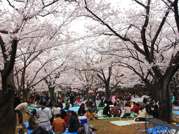 Rural Japan 8 day tour