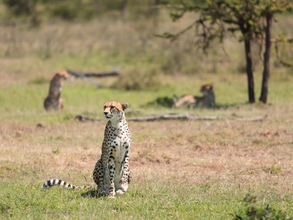 Masai Mara safari & beach holiday, Kenya