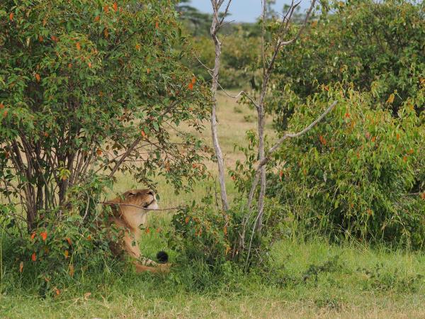 Kenya migration safari holiday