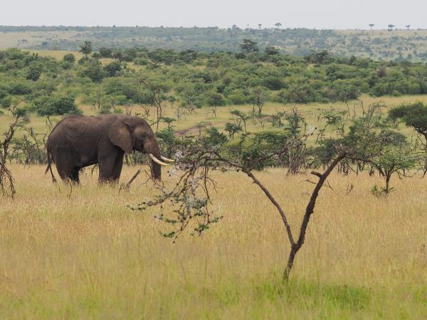 Kenya migration safari holiday