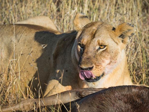 Masai Mara luxury camp holiday, Kenya